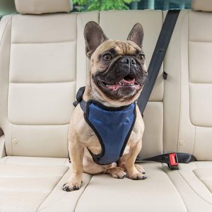 Best Dog Seat Belt Harness For Safety