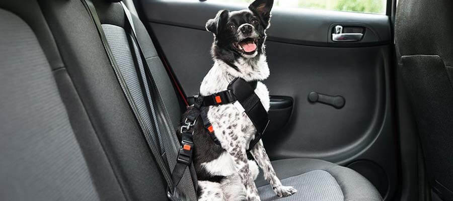 Best Dog Seat Belt Harness