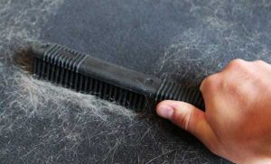 Equip your vacuum cleaner with a brush to get rid of pet hair